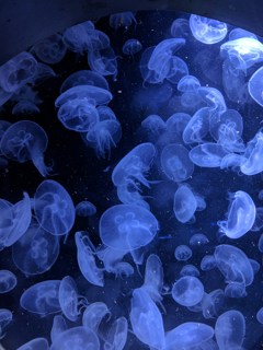 Jellyfish at The Deep in Hull.