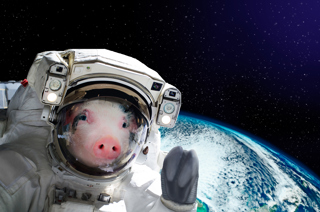 Portrait of a pig astronaut in space on background of the globe stock photo