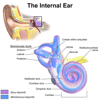The Inner Ear diagram