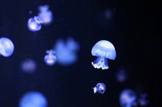 Jellyfish under the sea.