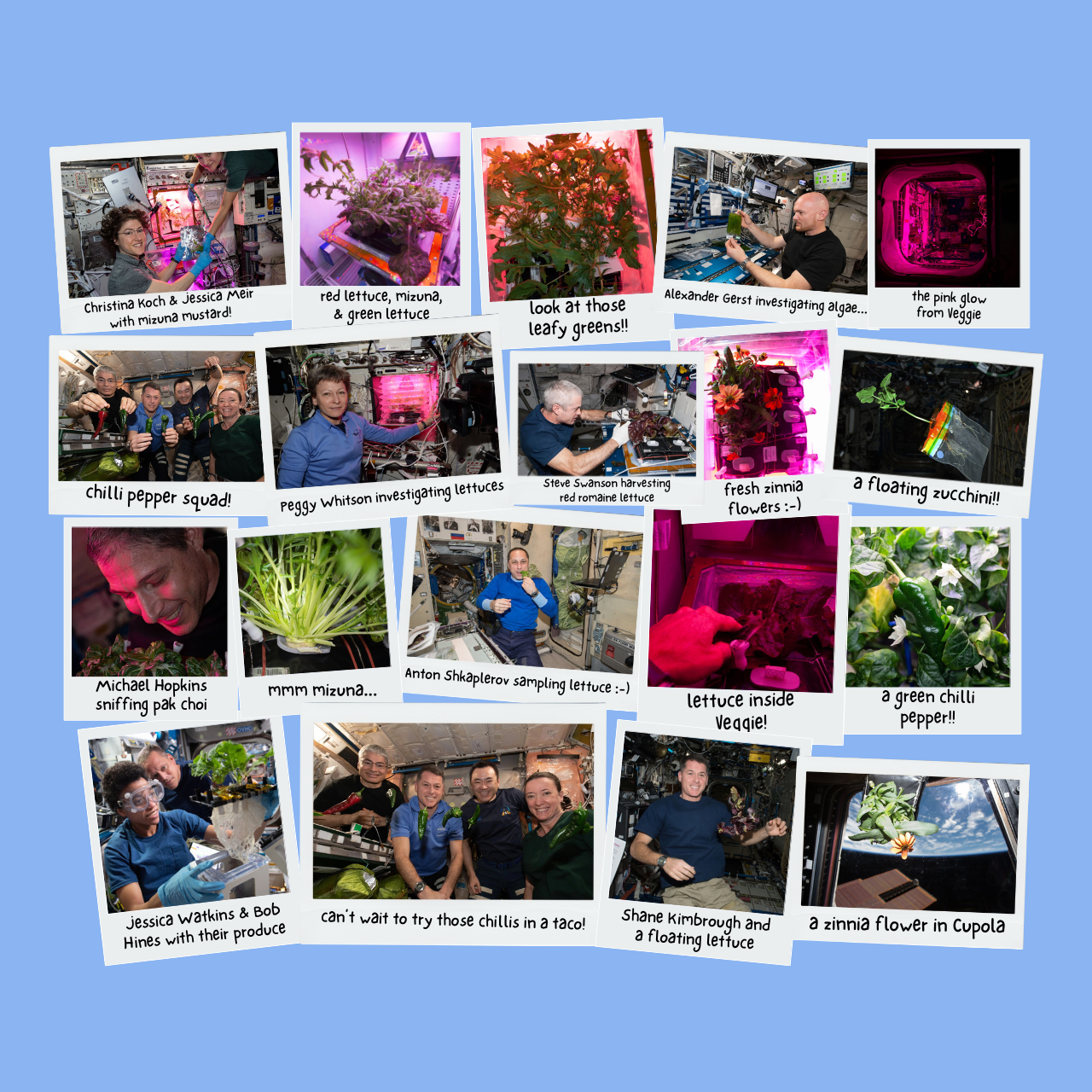 Collage of Food Crops on ISS