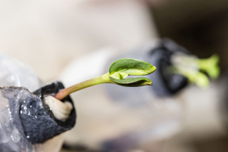 ISS 38 Young Sunflower Plant