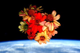 Zinnias grown on ISS